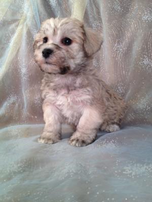 Male Schnoodle puppy for sale #20 Ready February 2014 Breeding Schnoodles for over 20 years! Iowa's favorite Breeder!